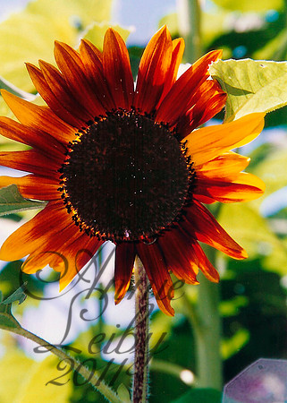 Mom's Sunflower