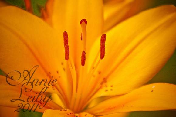 Lily orange 447D