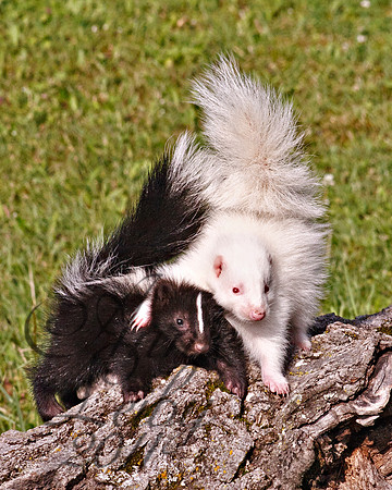 Baby Skunks 915
