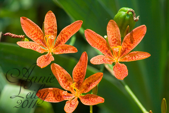orange Lillies 1249