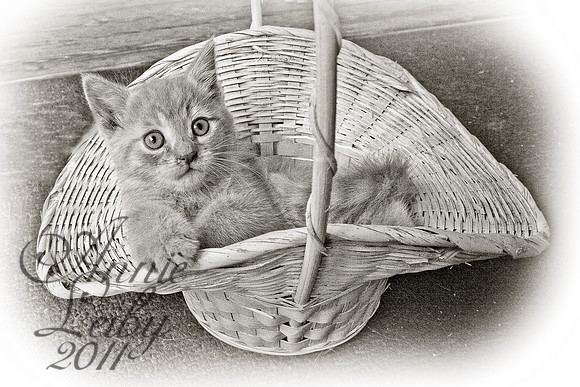 TawnyBasket792GC-BW