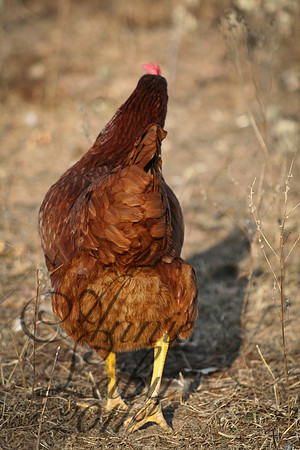 mildred-0834-1