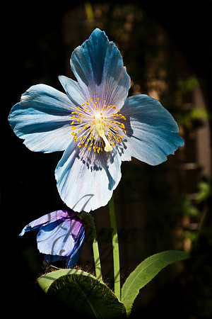 AL-Blue Poppy 139FW