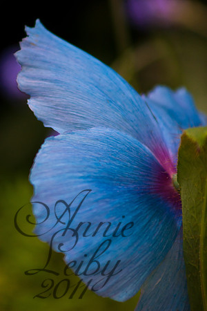 Blue Poppy 118-1