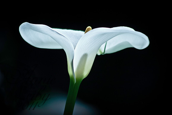 White 41-1-CalaLily