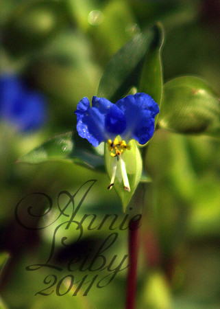 AL-BlueFlowerNC_8421