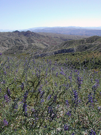 Lupines0902FP