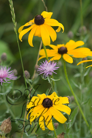 Three Black-Eyed Susans 771