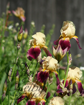 Burgandy Iris  295