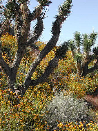 Desert in Bloom Joshua Trees  762