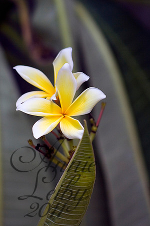 Frangi Pani Flower  9354