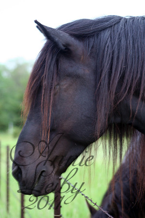 Black Beauty 609