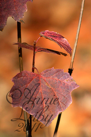 Red Leaves 4545