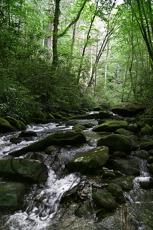 Kilmer Forest 226