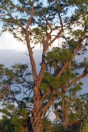 Moss covered Tree  9296