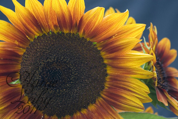 Good Morning Sunflower 9150