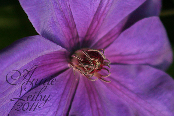 Purple Clematis 7276