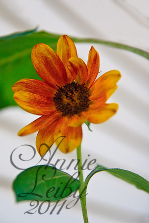 Small Sunflower 9684
