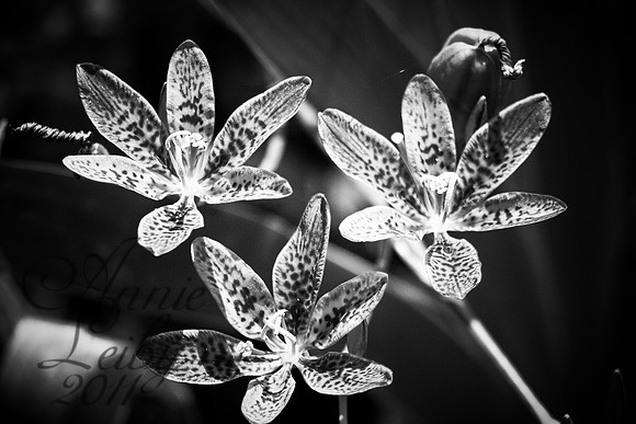 Lillies in B&W 1249