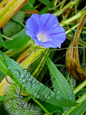 Wake Up Morning Glory 300