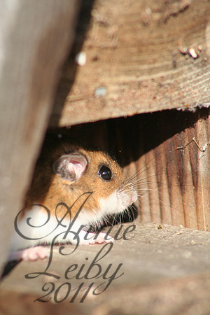 Home for the winter 0008