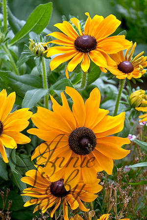 Bunch of Black Eyed Susans 755