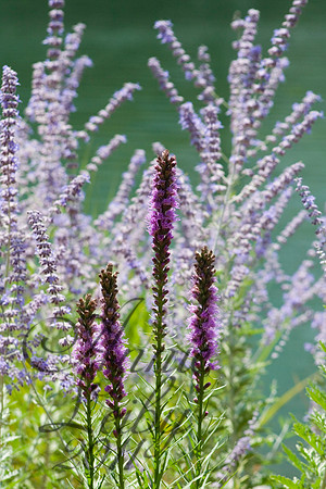 Purple Strands 1229
