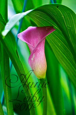 Pink Calla Lily 1310