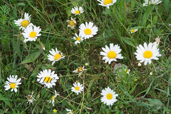Field of Daisy  772