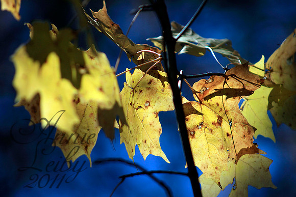 Yellow on Blue 4348