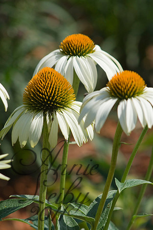 Trio of white 1204