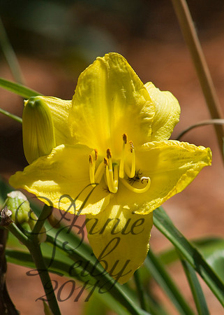 Yellow Lilly 1265