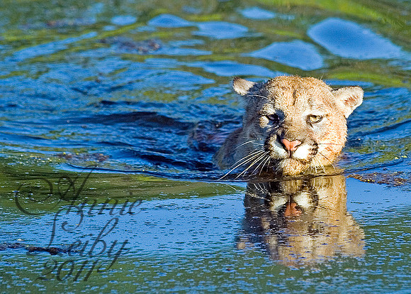 Swimming Cougar 922