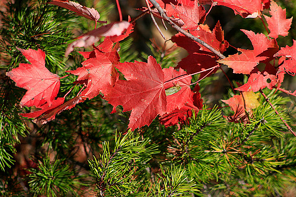 Red Leaves in Pines 4548