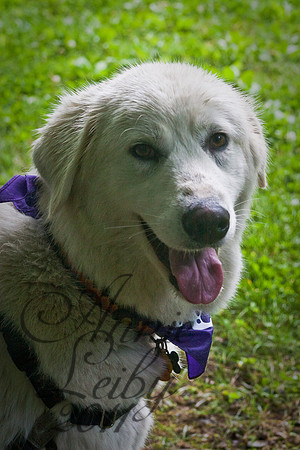 PetParade_IMG_0600D