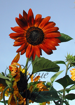 Red Sunflower 576