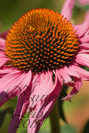 Purple Coneflower  1250