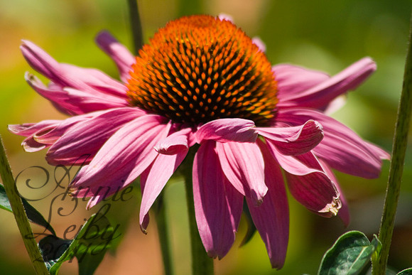 Purple Coneflower  1252