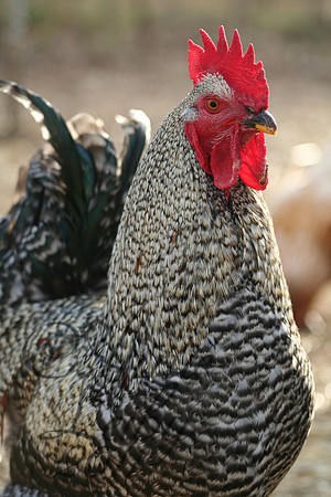 Elvis-The Rooster 0846