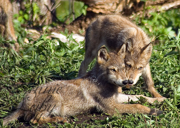 Wolf Pups Whisper 20