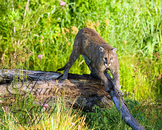 Cougar Scratching 893