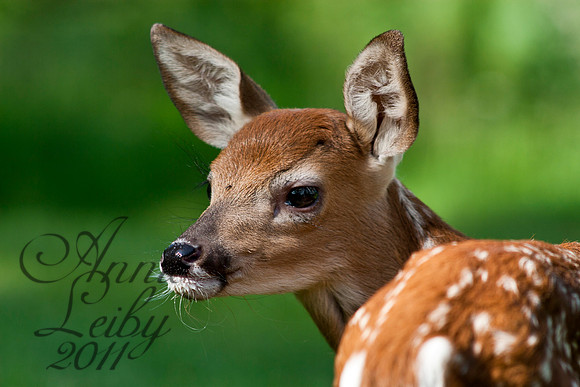Fawn's Face 1123