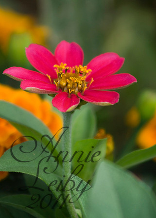 Pink Flower 760