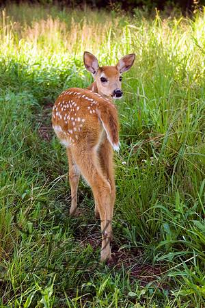Fawn Peering Back 853