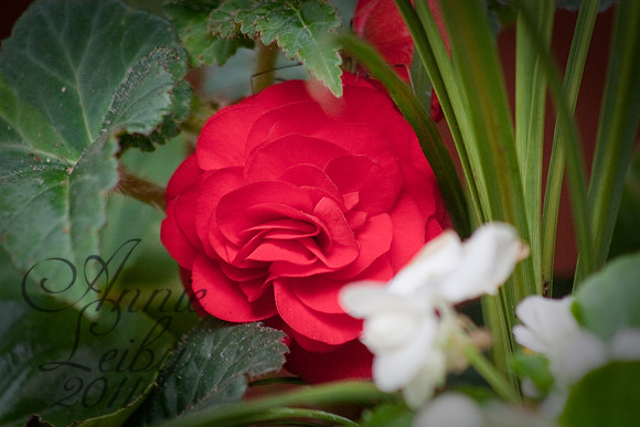 Begonia 456D