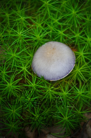 Mushroom 8013D