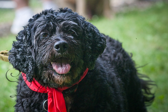 PetParade_IMG_0678D