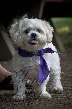 PetParade_IMG_0529D