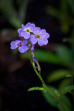 Purple 468D