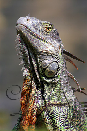 MR. Iguana to you!   9904